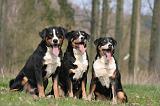 BOUVIER D'APPENZELL 046